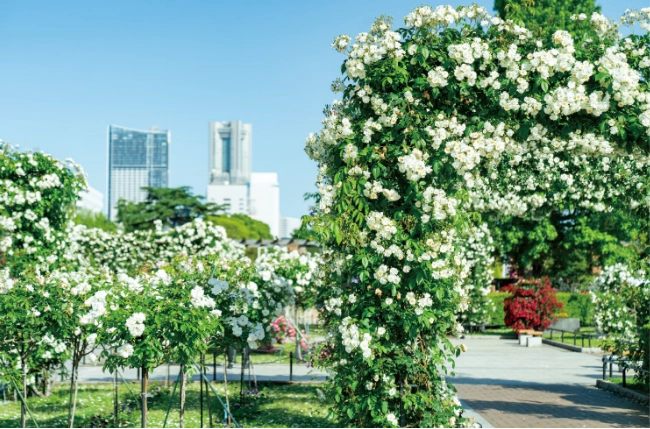 山下公園のバラの写真