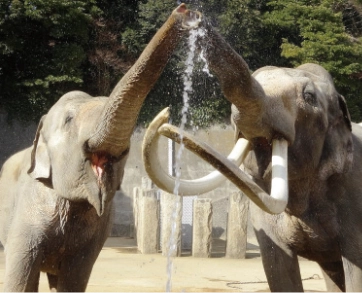 金沢動物園のゾウの写真