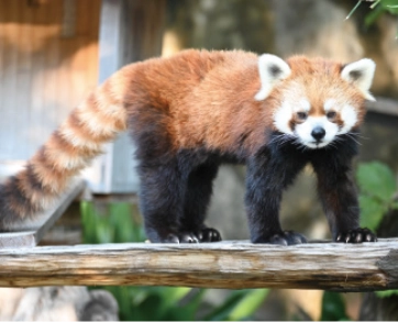 野毛山動物園のレッサーパンダの写真