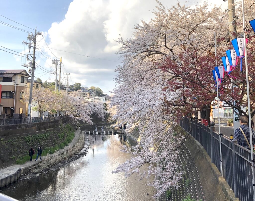 大岡川の桜