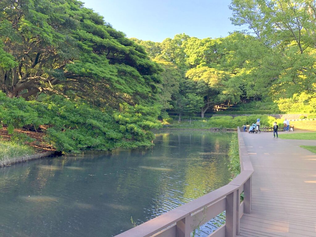 根岸森林公園のスイレン池の画像